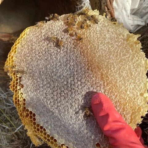 KARAKOVAN BALI 1.2/1.3 KG